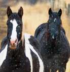 Snowy Horses 2 Art Print